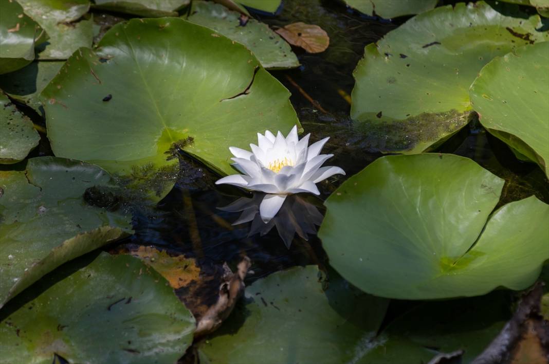 Türkiye’nin en büyük tek parça subasar ormanı 10